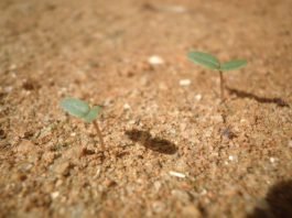 plant seedling