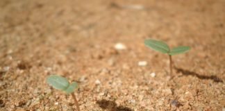 plant seedling
