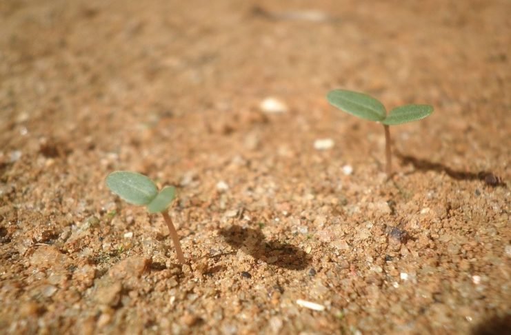 plant seedling