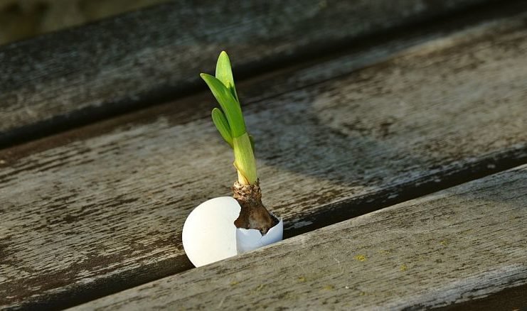 live onion