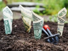 money grow